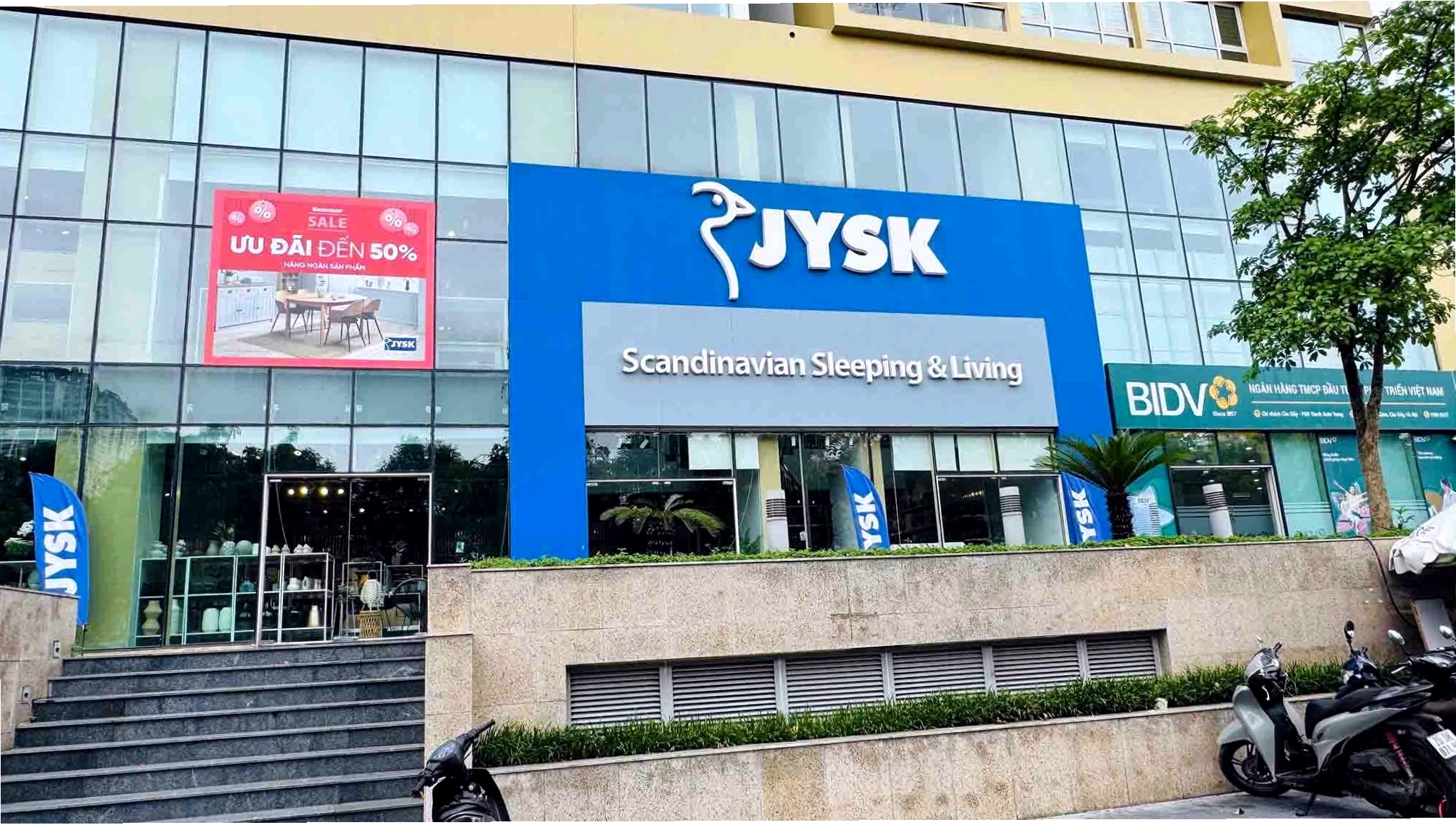 Cây lưỡi hổ xanh mướt với lá dài sắc nhọn đặt trong chậu trang trí