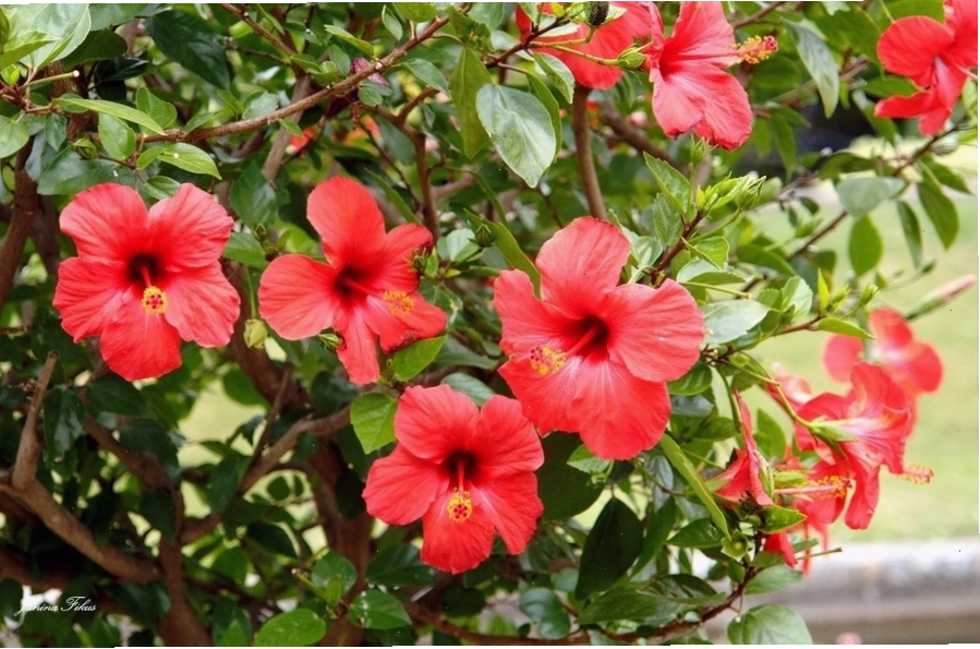 Cây Mộc Hương với hương thơm quyến rũ