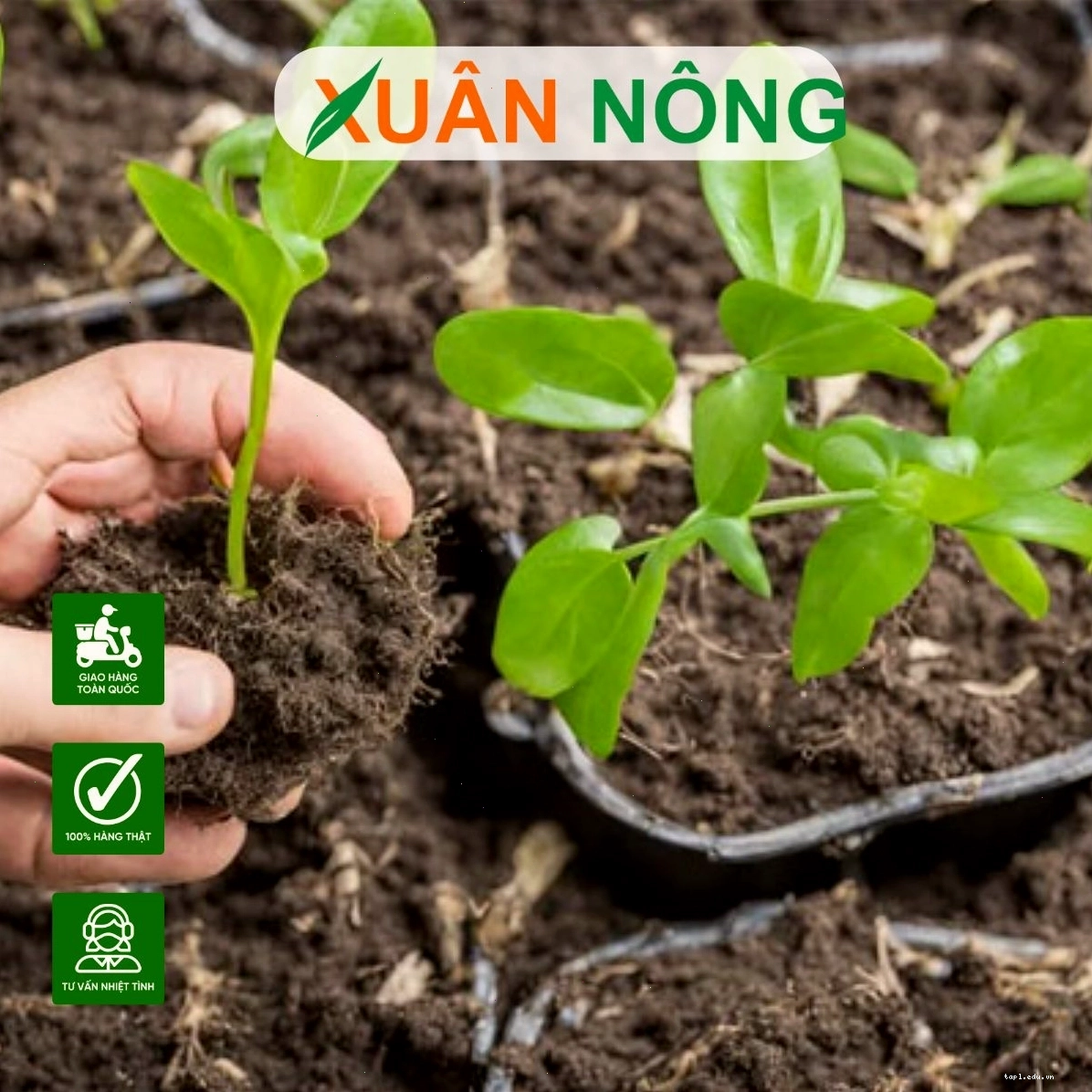 Cây mới trồng phát triển bộ rễ khỏe mạnh sau khi dùng thuốc kích rễ