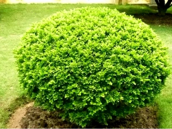 Cây ngâu với những chùm hoa trắng nhỏ xinh