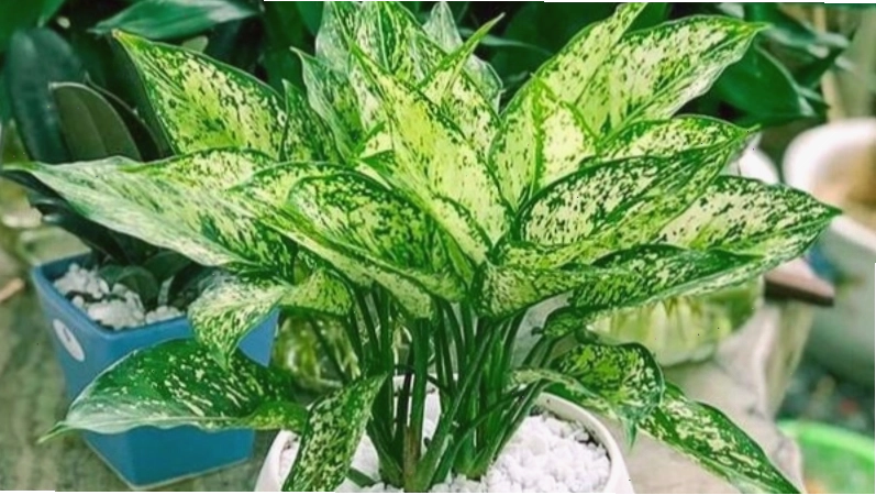 Cây Ngọc Ngân với lá xanh điểm đốm trắng bạc