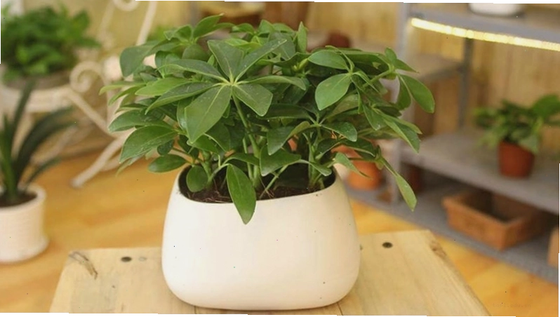 Cây Ngũ Gia Bì cho người mệnh Thổ