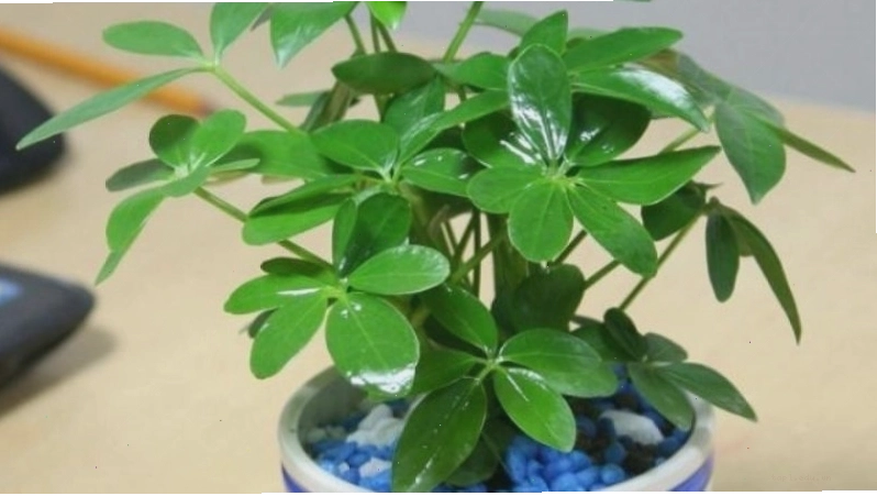 Cây ngũ gia bì xanh giúp xua đuổi côn trùng và mang lại không gian thư giãn