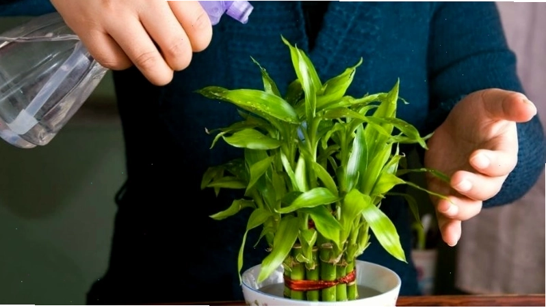 Cây phát lộc tượng trưng cho tài lộc và thịnh vượng