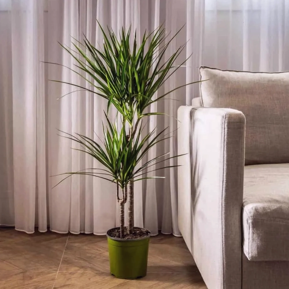 Cây phát tài núi đặt trong phòng khách hiện đại