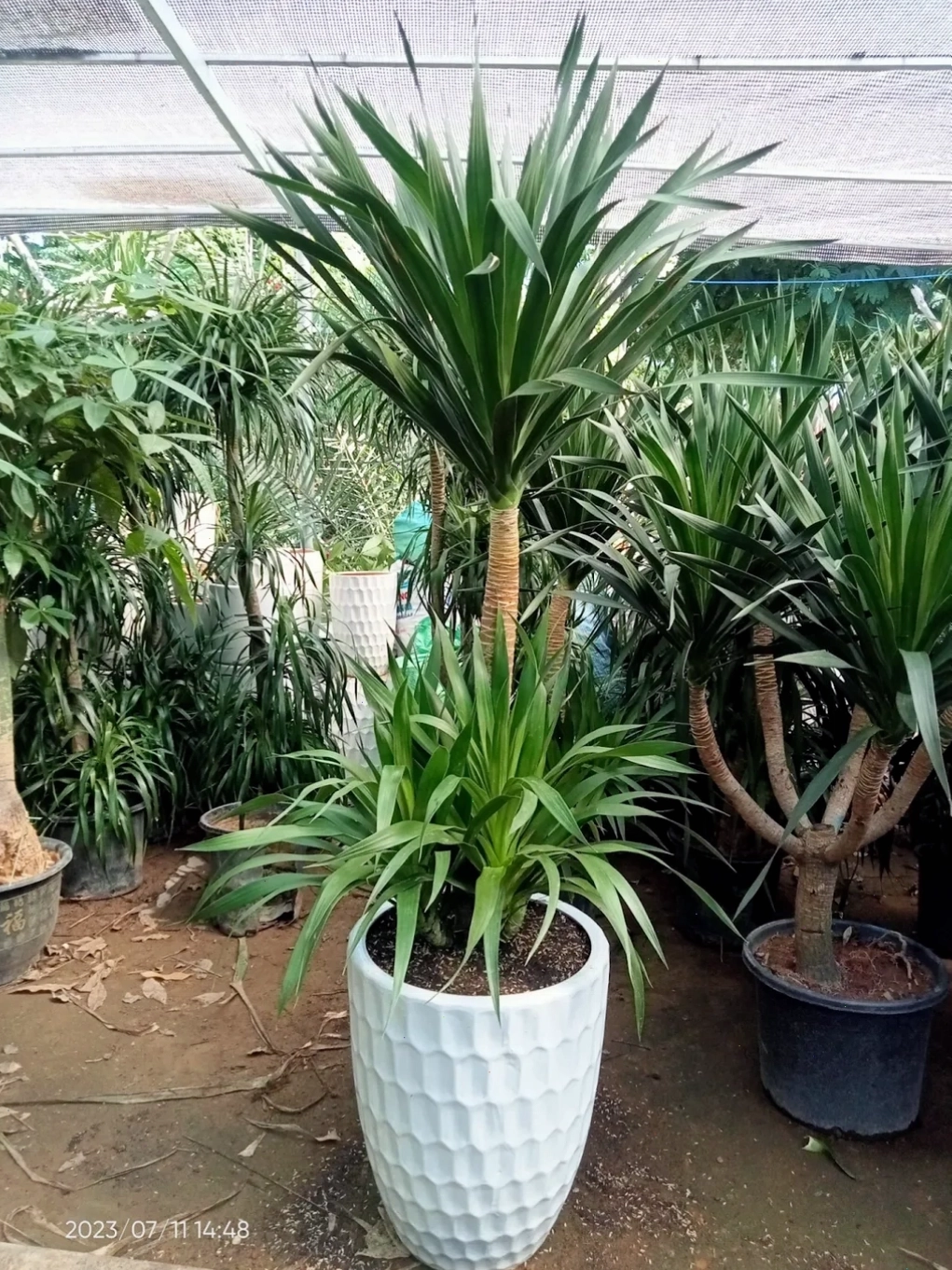 Cây phát tài núi, hay còn gọi là cây thần tài núi, mang lại may mắn