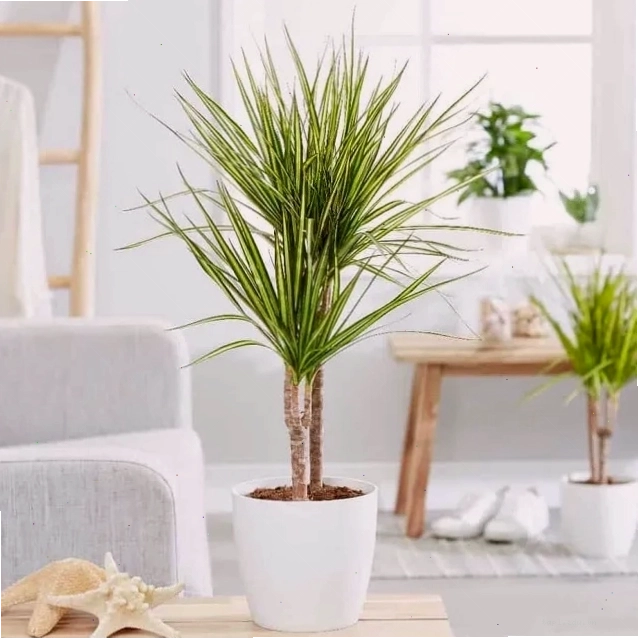 Cây phát tài núi lá nhỏ mang đến thịnh vượng