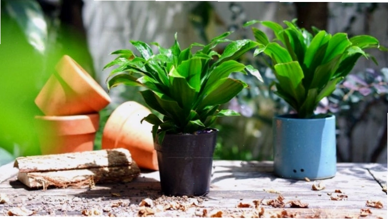 Cây phát tài Úc với lá xanh tươi tốt