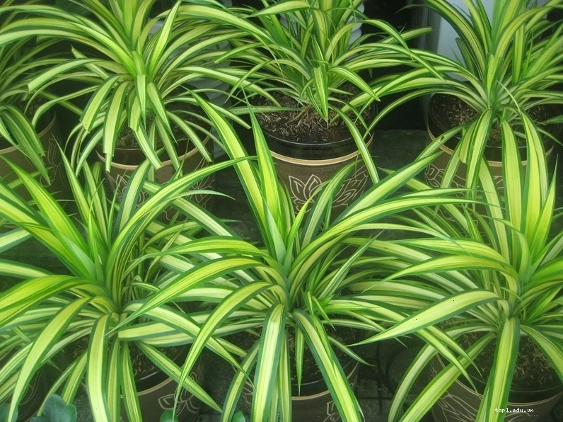 Cây phát tài với dáng vẻ xanh tốt, tượng trưng cho sự sinh sôi nảy nở và tài lộc