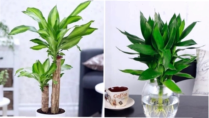 Cây phát tài với ý nghĩa mang đến sự giàu sang, phú quý