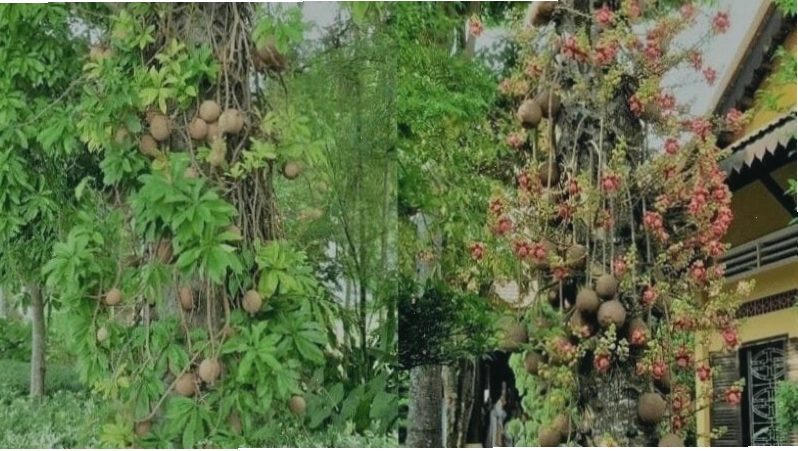 Cây Sala có tên khoa học là Couroupita guianensis
