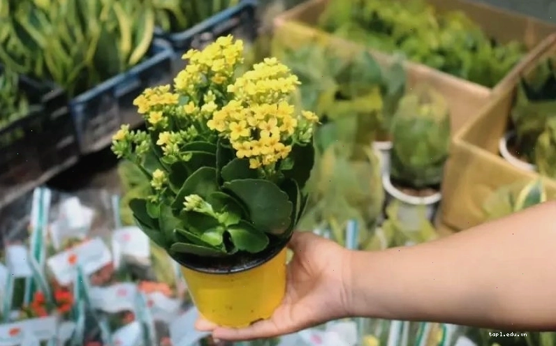 Cây sống đời với những chùm hoa nhỏ xinh, bền bỉ và dễ nhân giống