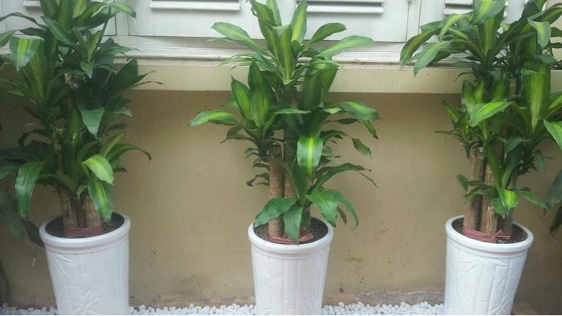 Cây thiết mộc lan phát triển tốt trong nhiều điều kiện