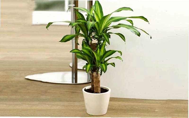 Cây Thiết Mộc Lan với lá xanh mướt và hoa trắng tinh khôi