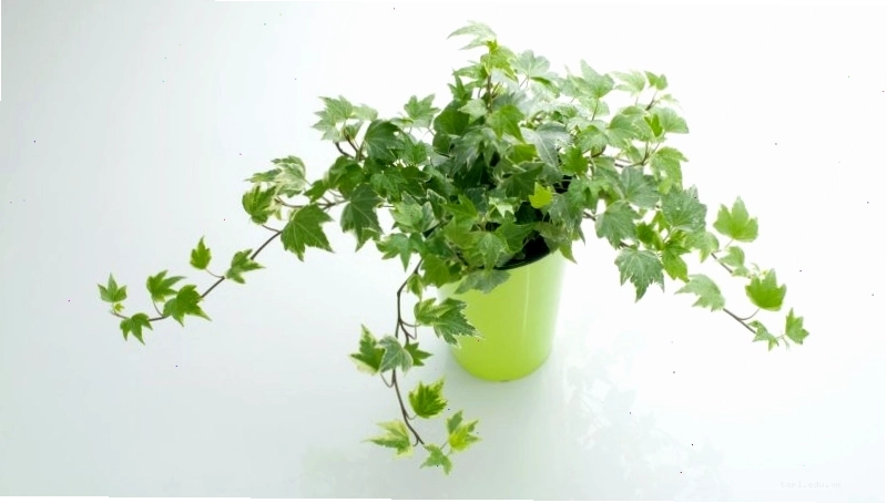 Cây thường xuân leo bám trên tường tạo vẻ đẹp xanh mát