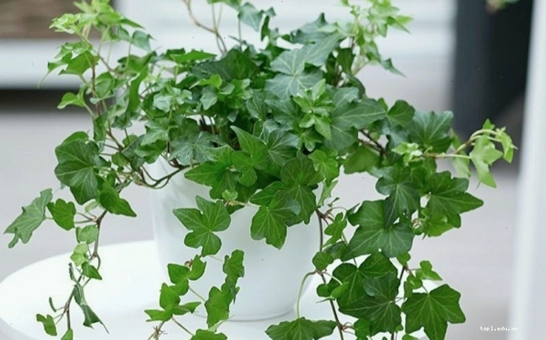 Cây thường xuân với lá xanh mướt, có thể trồng chậu hoặc leo giàn, chịu nắng tốt
