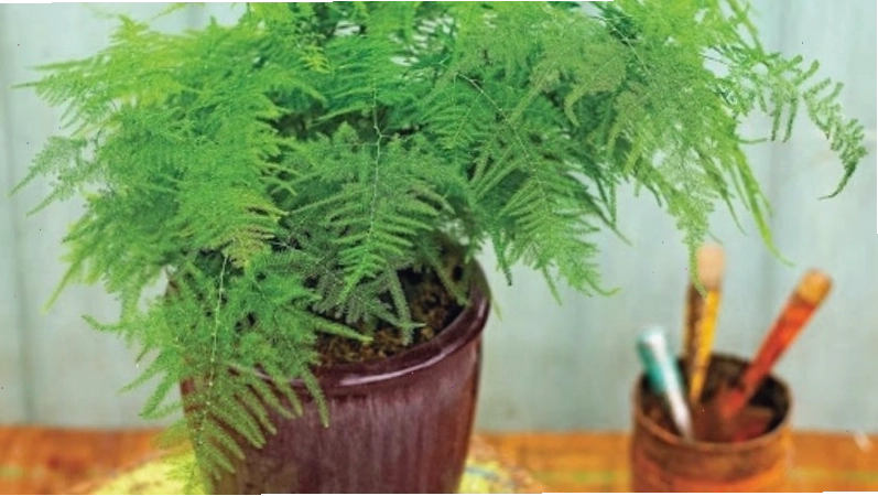Cây Thủy Tùng với dáng vẻ cổ thụ, vững chãi