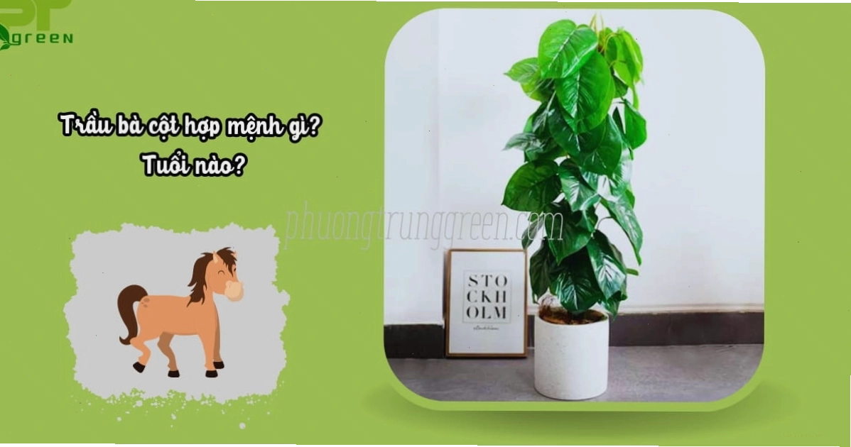 Cây trầu bà cột hợp phong thủy tuổi Ngọ
