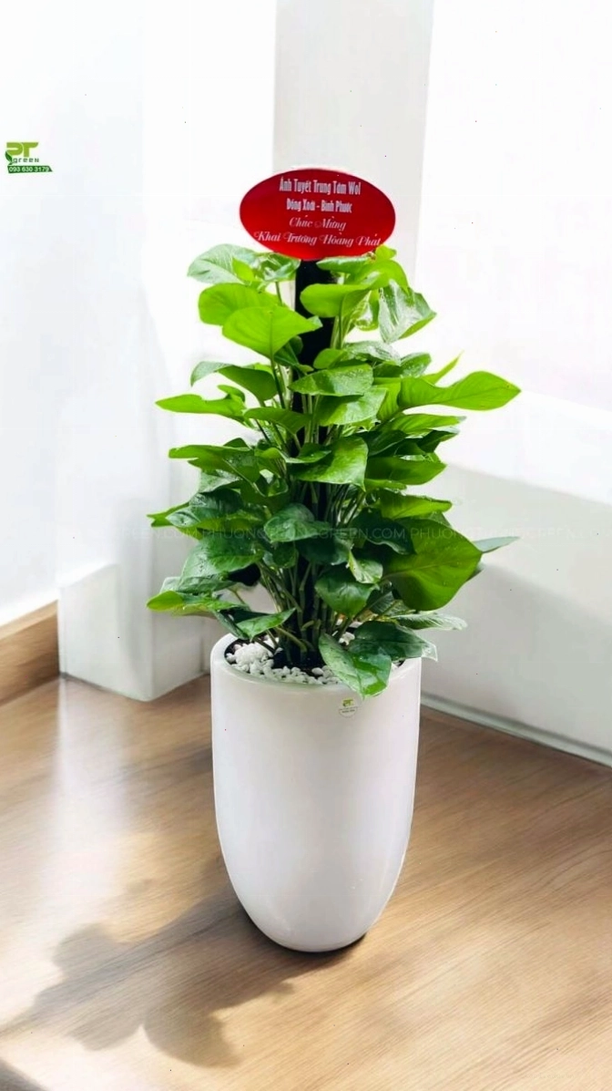 Cây trầu bà cột làm quà tặng khai trương