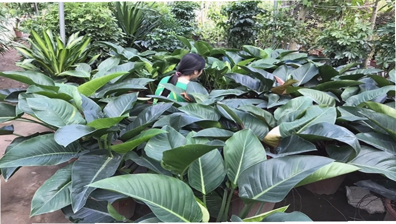 Cây Trầu Bà Đế Vương