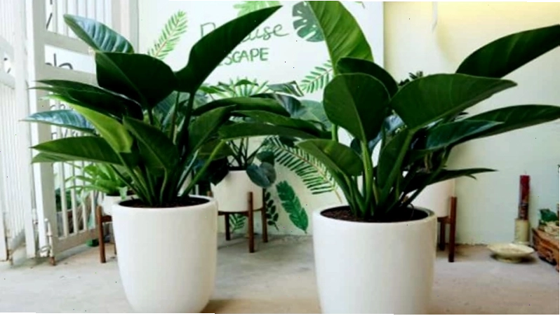 Cây Trầu Bà Đế Vương Trắng với lá to viền trắng