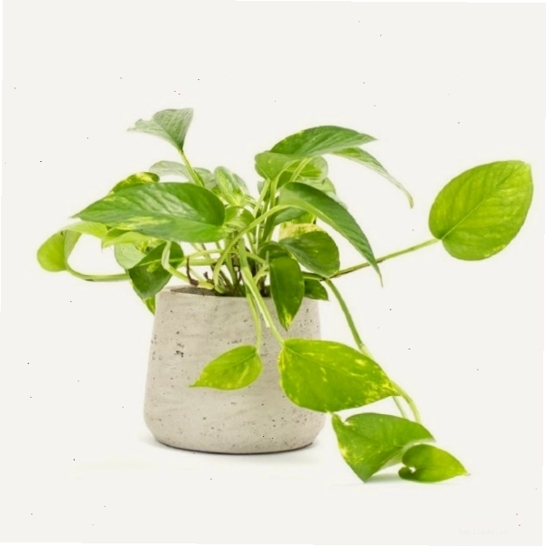 Cây trầu bà lá xẻ trong chậu bê tông