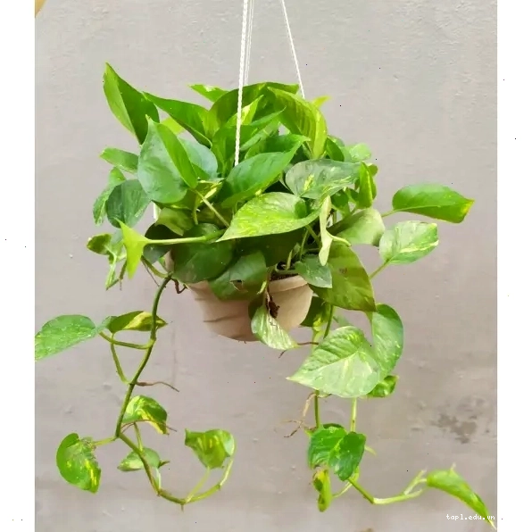 Cây trầu bà treo trong chậu màu trắng, lá xanh tươi tốt