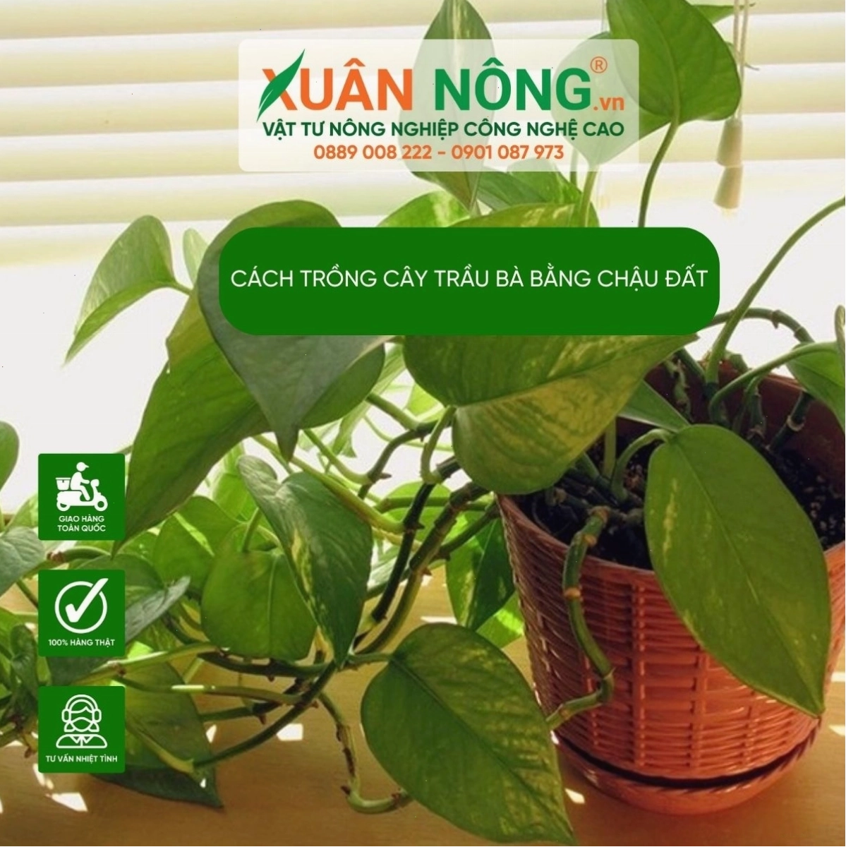 Cây trầu bà trong chậu đất với lá xanh tươi
