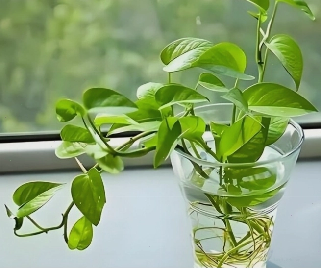 Cây trầu bà với lá xanh bóng đẹp mắt, phù hợp trồng trong nhà