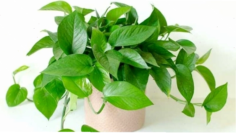 Cây trầu bà xanh giúp thanh lọc không khí và mang lại vượng khí tốt