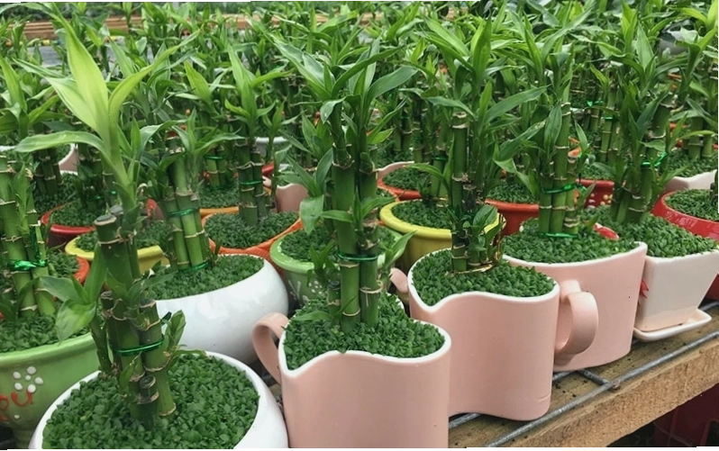 Cây trúc Phú Quý với thân cao khoảng 40-50cm, lá xanh bóng mượt