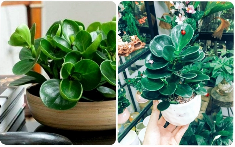 Cây trường sinh có khả năng làm sạch không khí hiệu quả, cải thiện chất lượng không gian sống.