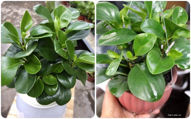 Cây trường sinh có thân nhẵn bóng và mọng nước, là đặc điểm nổi bật của họ thuốc bỏng.
