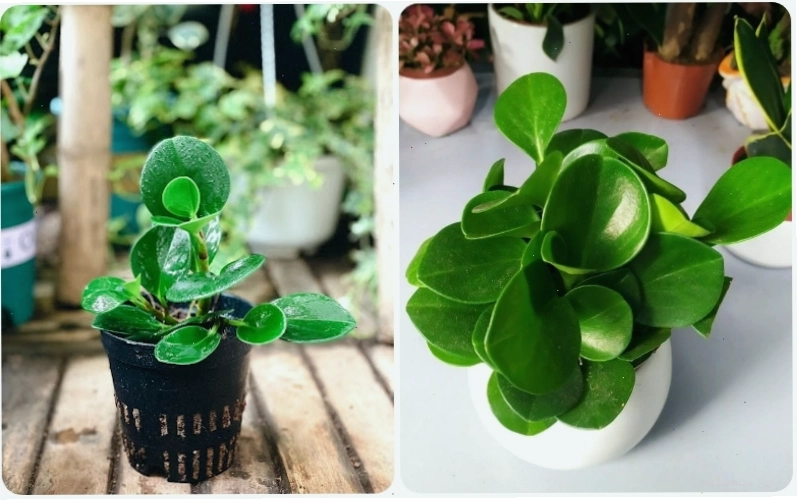 Cây trường sinh ra hoa vào khoảng thời gian từ tháng 12 đến tháng 4 năm sau, tô điểm thêm vẻ đẹp cho không gian.