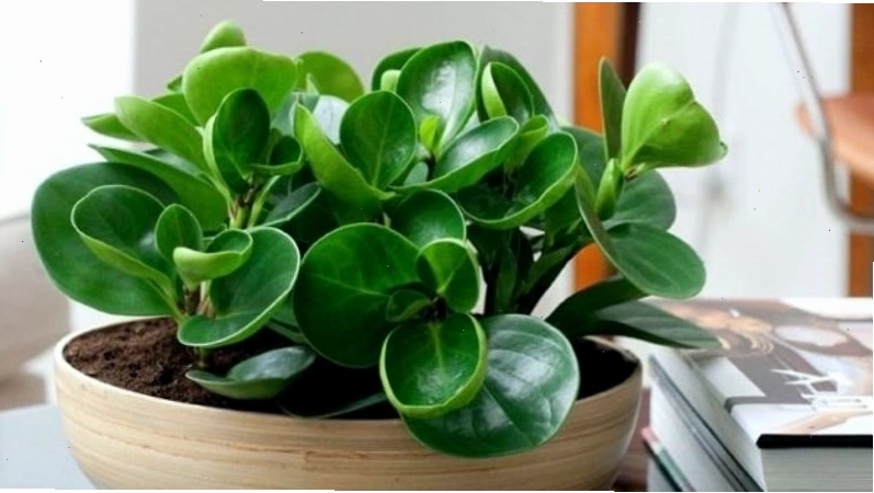 Cây trường sinh với sức sống mãnh liệt, biểu trưng cho sự bền bỉ và phát triển