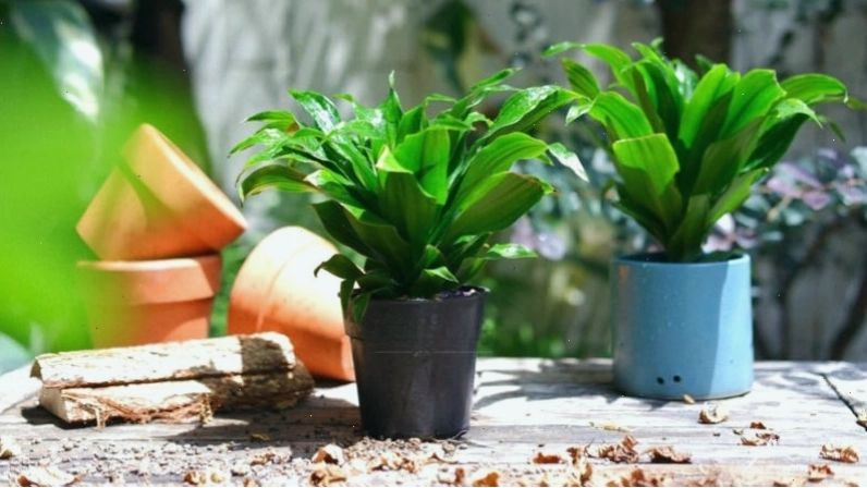 Cây Tùng La Hán quý phái, mang ý nghĩa trường thọ