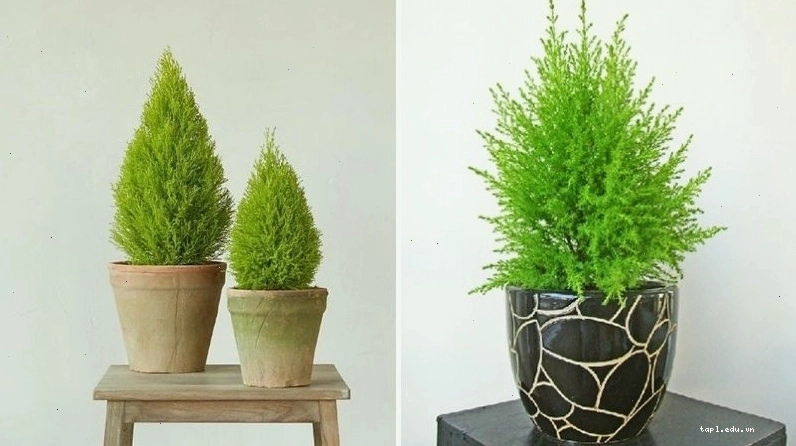 Cây tùng thơm mang lại may mắn và hương thơm dễ chịu