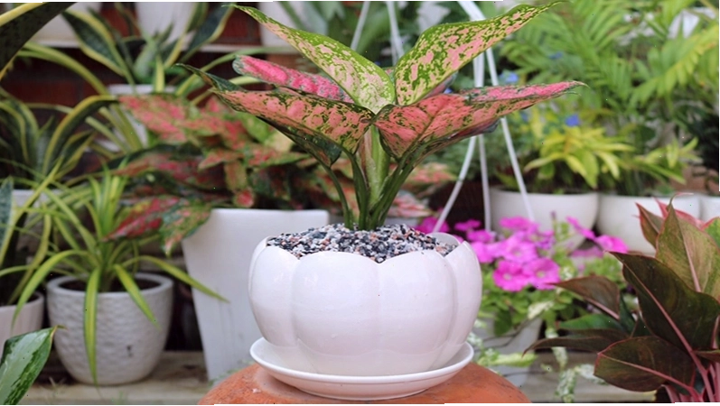 Cây Vạn Lộc Đỏ