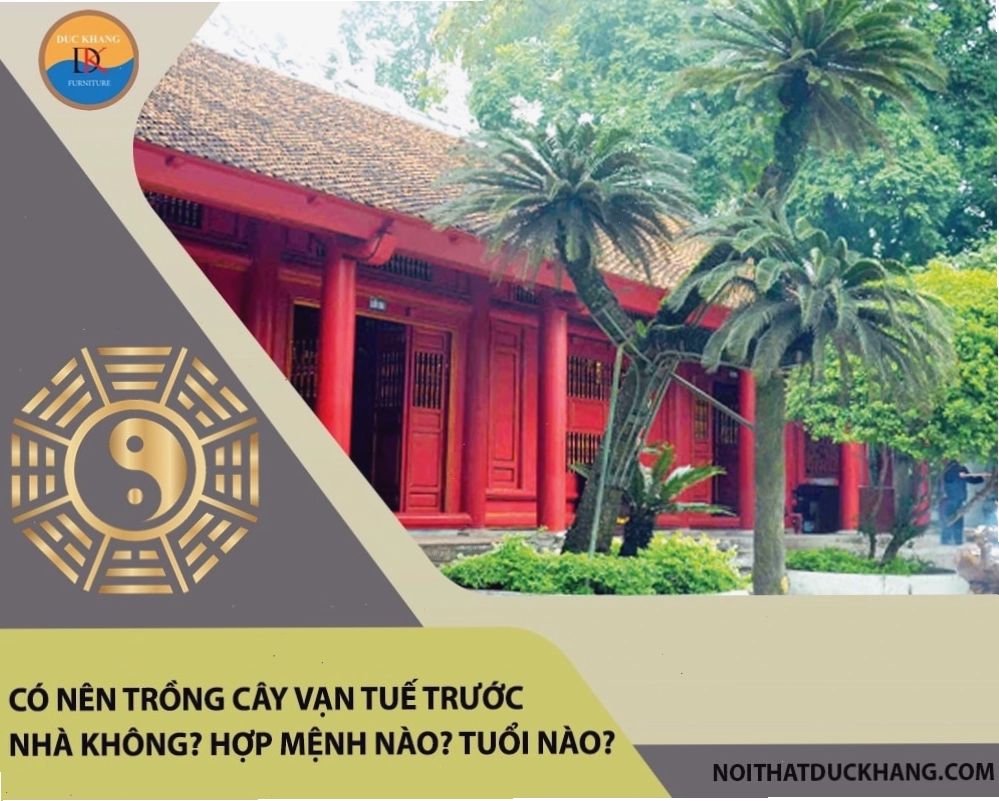Cây vạn tuế phù hợp với người mệnh Mộc và Hỏa, tuổi Dần, Tuất, Hợi