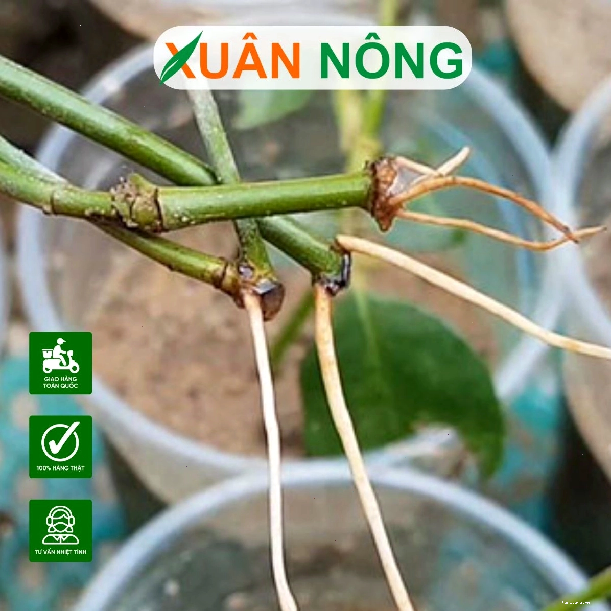 Chai thuốc kích rễ N3M giúp cây phục hồi nhanh chóng