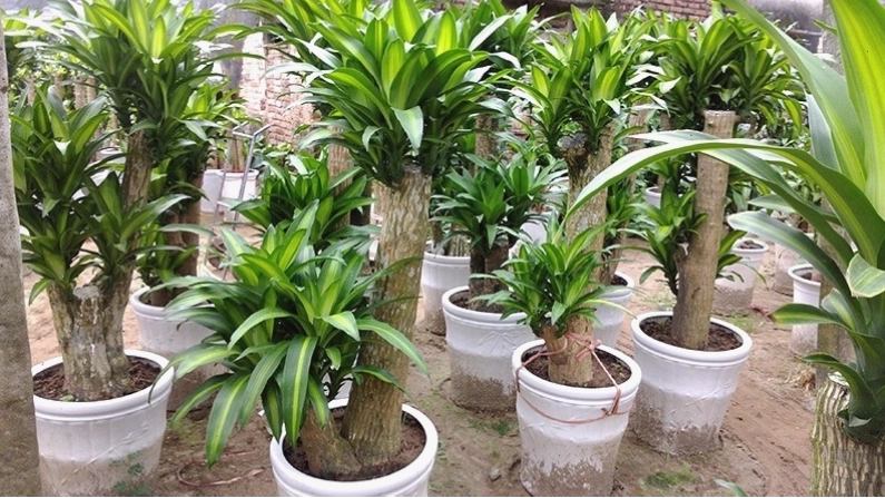 Chăm sóc cây thiết mộc lan đúng cách để cây phát triển tươi tốt