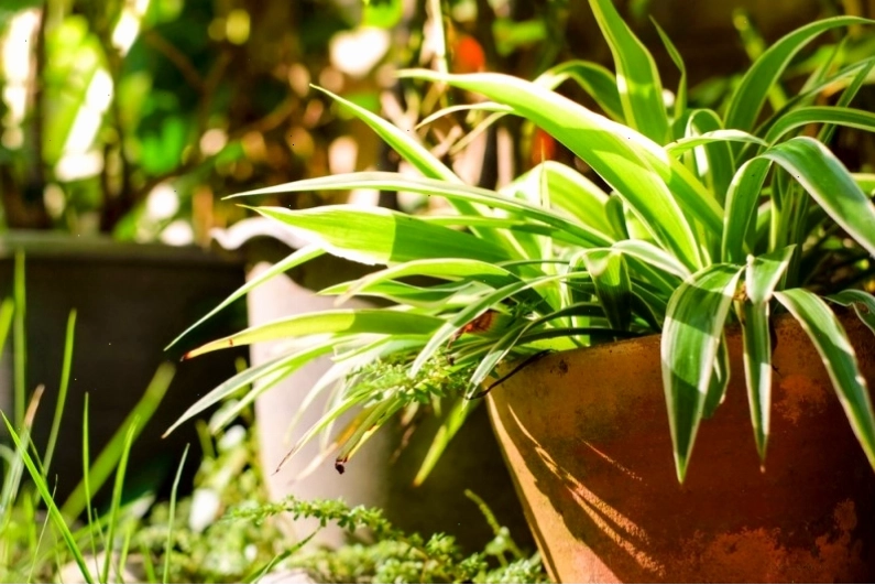 Chậu cây cỏ lan chi với những chiếc lá dài xanh mướt