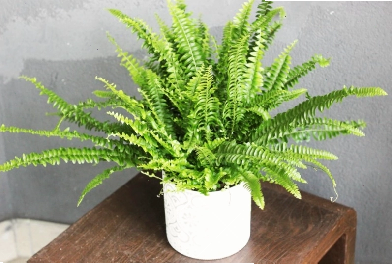 Chậu cây dương xỉ lá me với vẻ đẹp thanh thoát