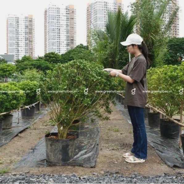Chậu cây ngâu đẹp trang trí ban công