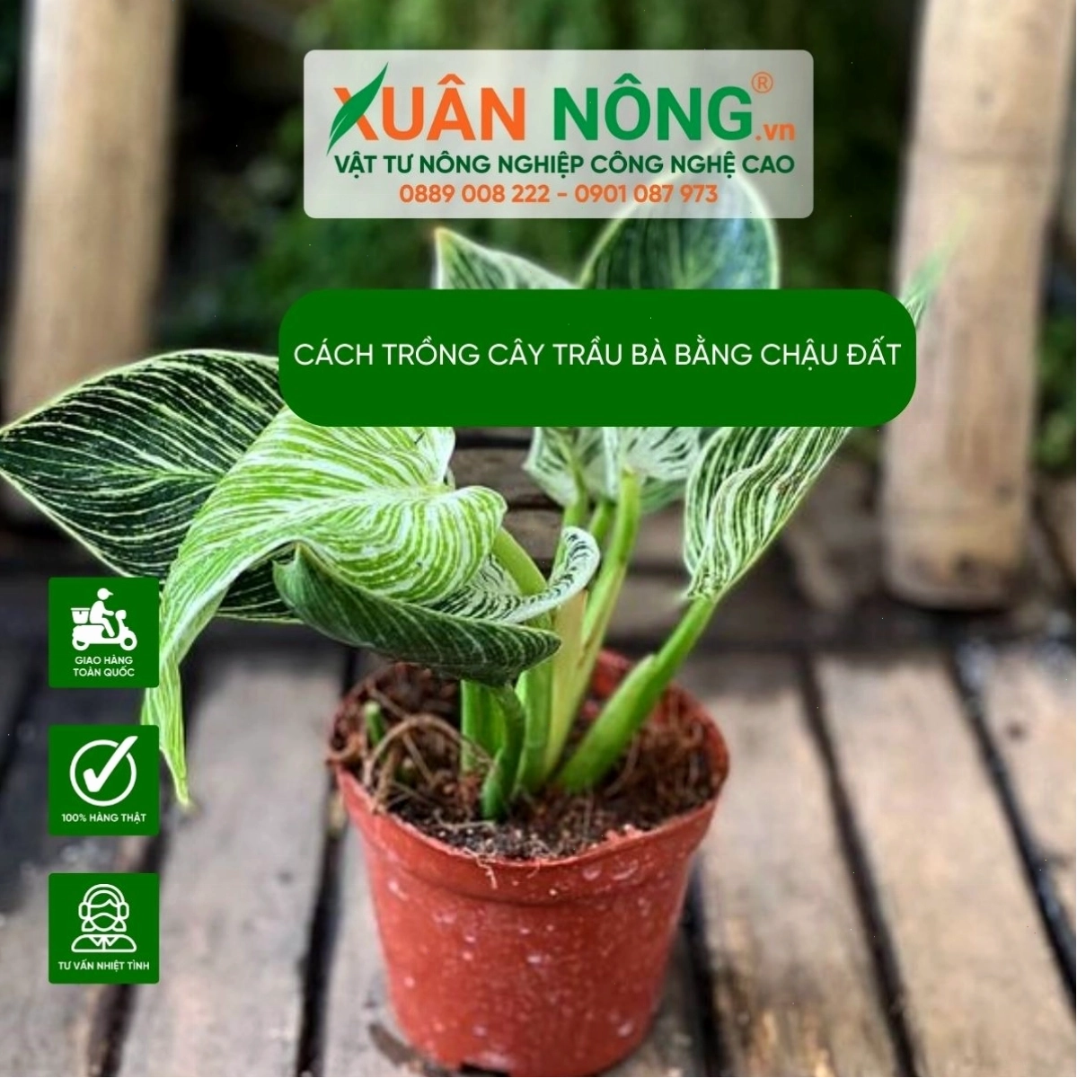 Chậu cây trầu bà được trồng trong đất có giá thể tơi xốp