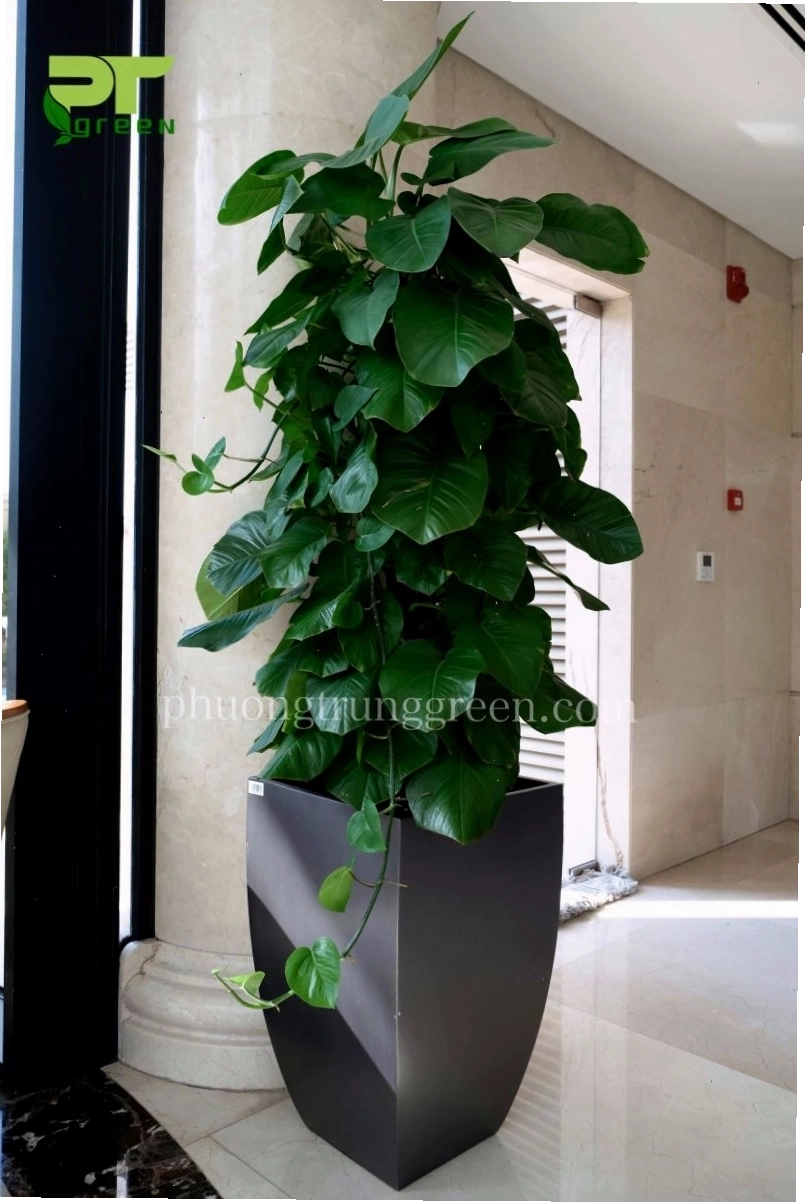 Chậu cây trầu bà leo cột để sàn tạo điểm nhấn sang trọng