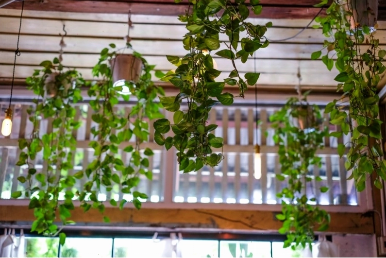 Chậu cây trầu bà treo với những chiếc lá xanh rủ xuống đẹp mắt