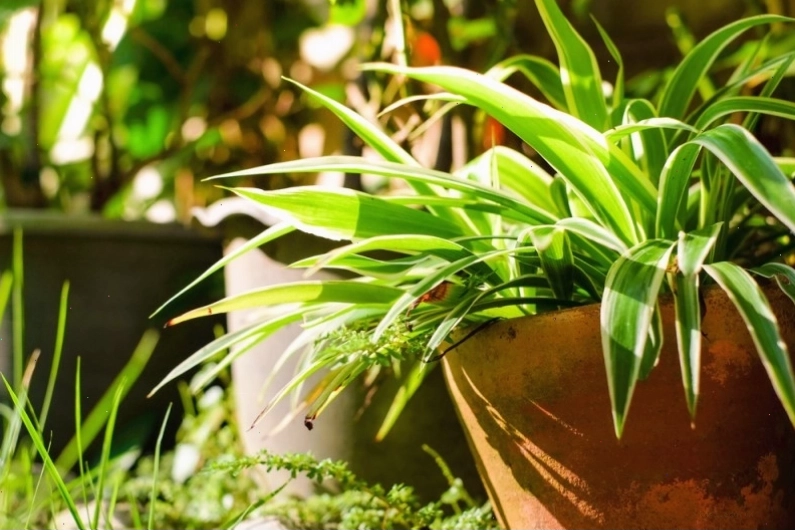 Chậu cỏ lan chi xanh mướt với những chiếc lá dài