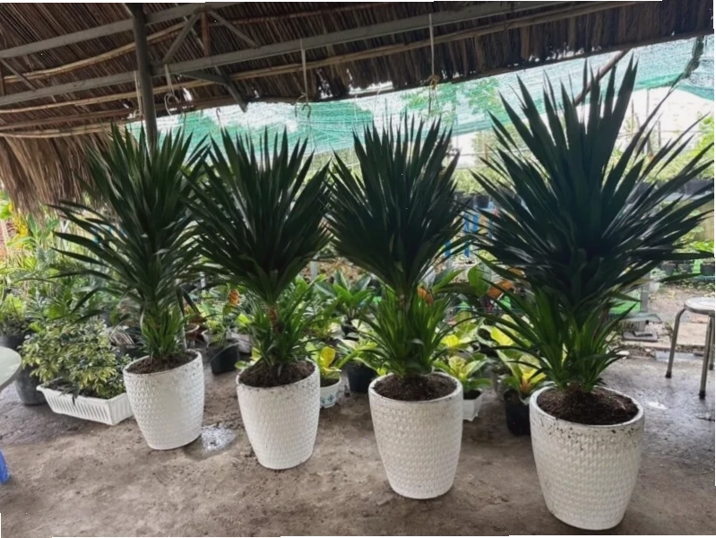 Chọn chậu phù hợp để trồng cây phát tài núi