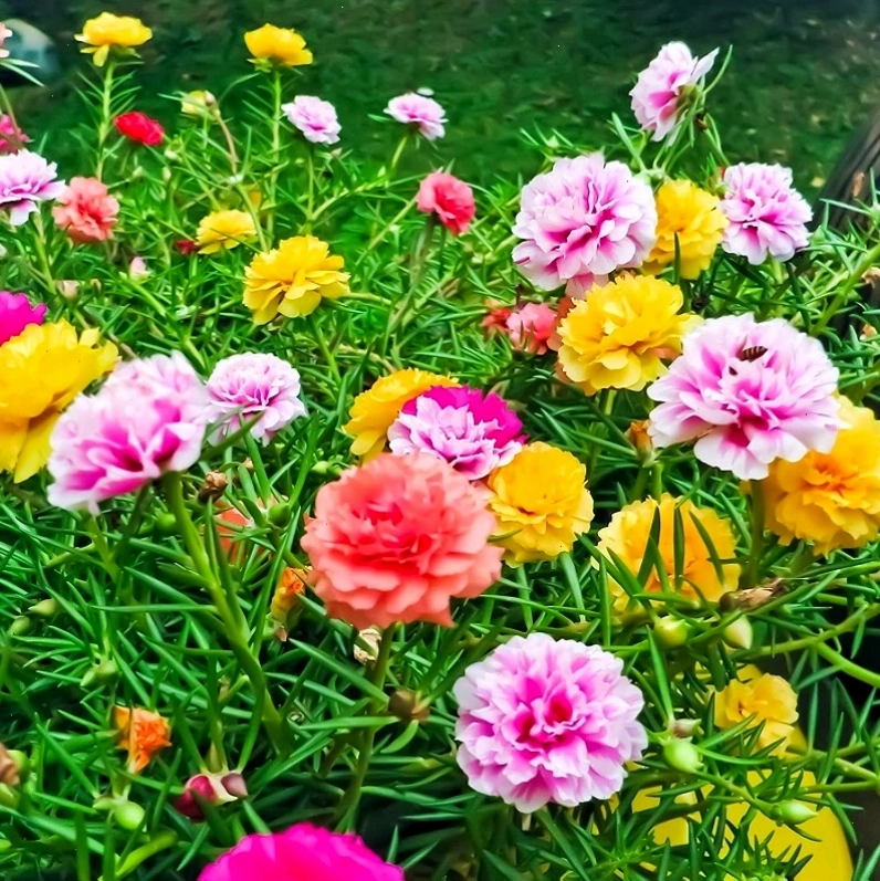 Chùm hoa mười giờ Mỹ cánh kép F1 khoe sắc rực rỡ dưới nắng